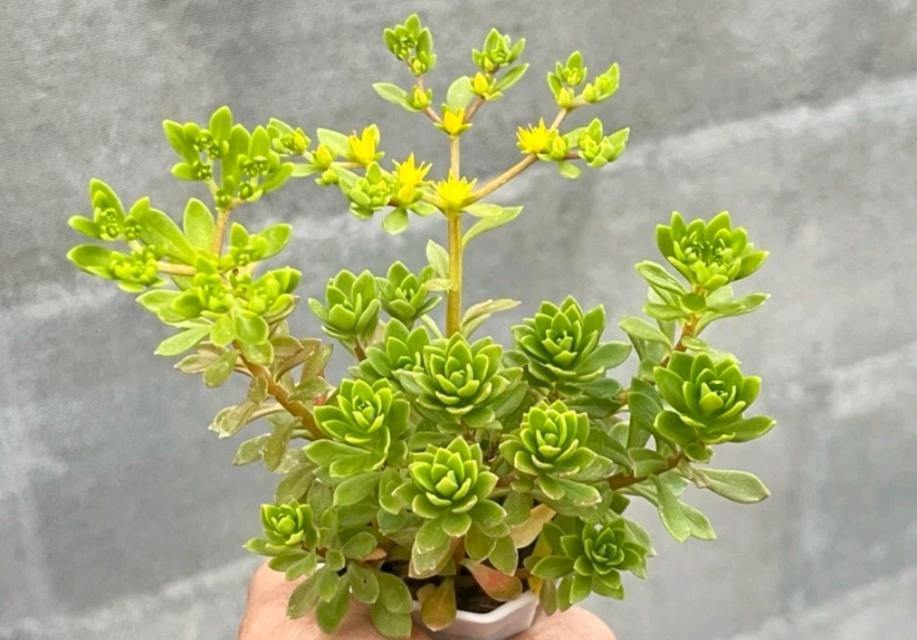 Rose Sedum (กุหลาบหยก) 4