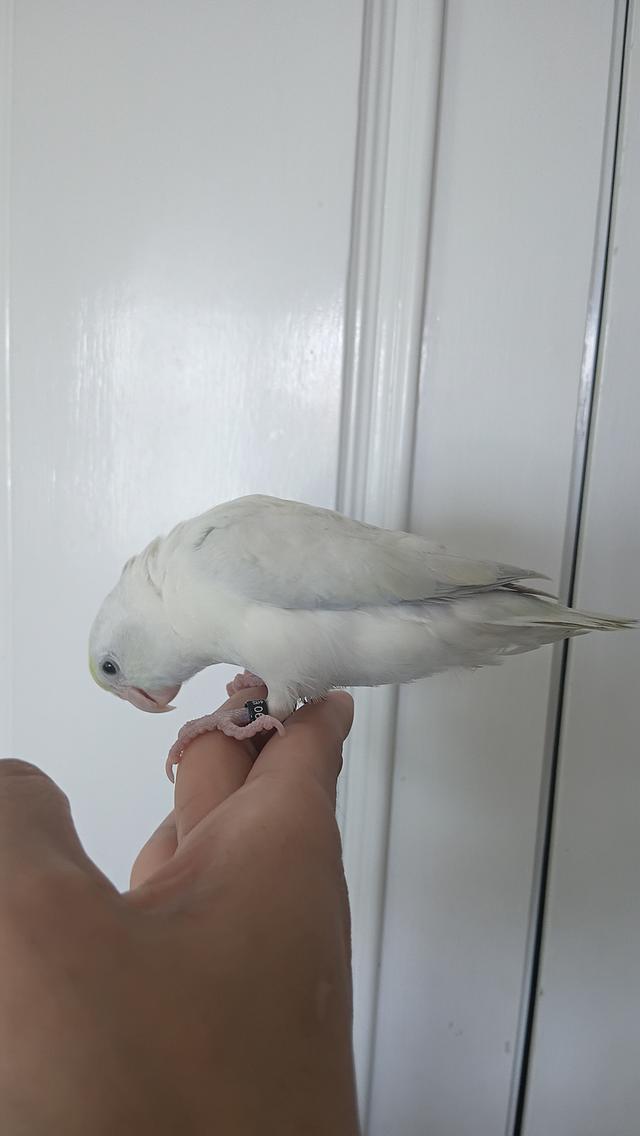 นกฟอพัส (Forpus Parrot)สี: ไดลูทพาสเทล (Dilute Pastel) โทนละมุน สีสวยหวานสะอาดตา เอกลักษณ์ความนวลที่ละมุน รูปที่ 6