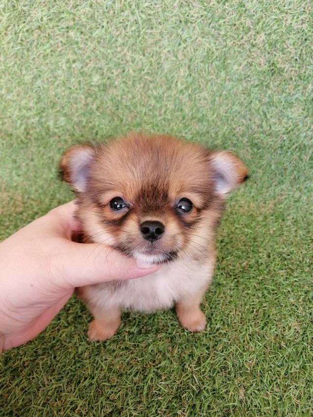 ด่วน !! ปอมชิวาว่า 4500 ลดเหลือ 3500 รวมวัคซีน ถ่ายพยาธิเเละเทสลำไส้ พร้อมย้าย
