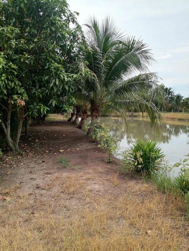 ที่ดินสวยบรรยากาศ​ดีใกล้กรุงเทพ​ เดินทางสะดวก​ 6