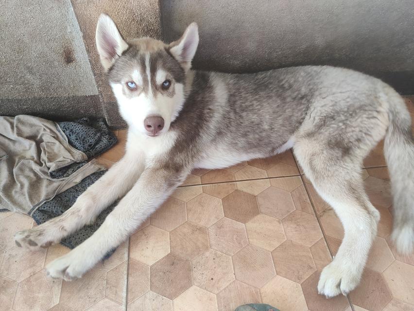 ไซบีเรียนเพศผู้เพศเมียอายุ4เดือน 4