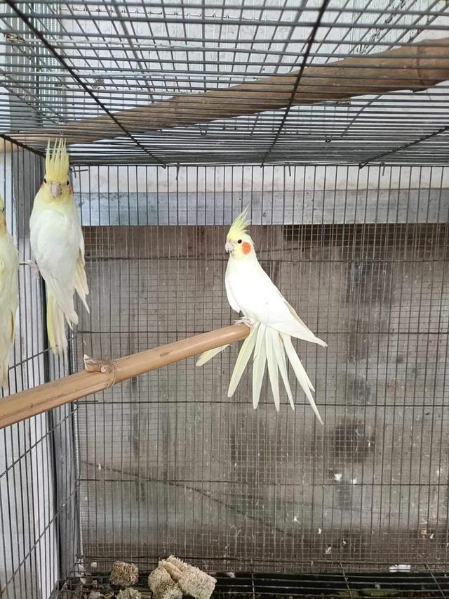 นก ค็อกคาเทล สีเหลือง 1