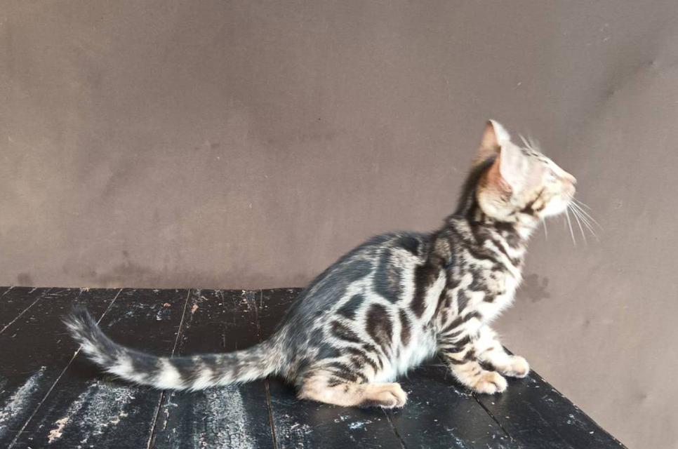 แมวเบงกอลพร้อมย้าย ช 2 ตัวสุดท้าย