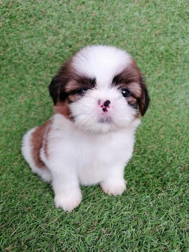 ชิสุห์เเท้ พร้อมย้าย