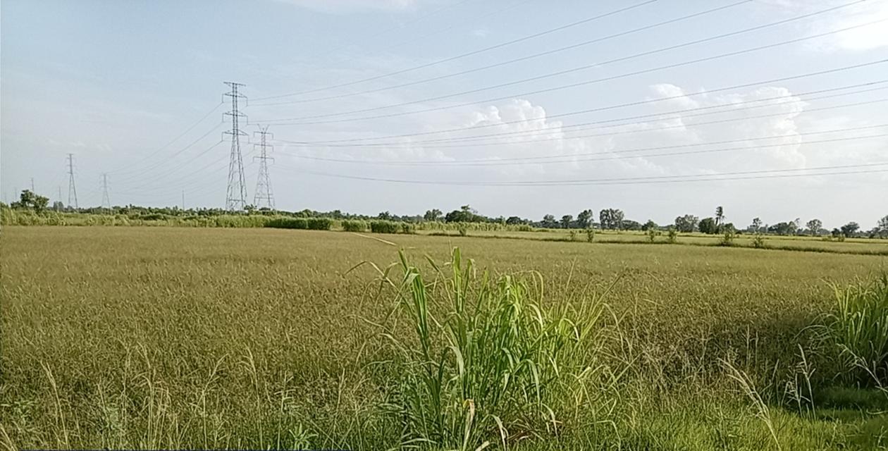 ที่ดินเปล่าทางการเกษตร 4