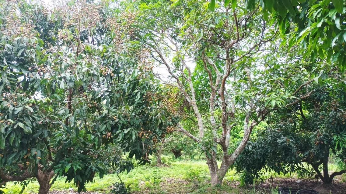 ที่ดินจังหวัดเชียงใหม่ 7-1-71 ไร่ 2