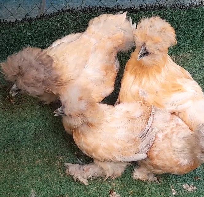 ซิลกี้ขนใบสีบัฟอายุ3ดือนชุด4ตัวผู้1เมีย3"โปรพิเศษส่งฟรีทั่วไทย" รูปที่ 7