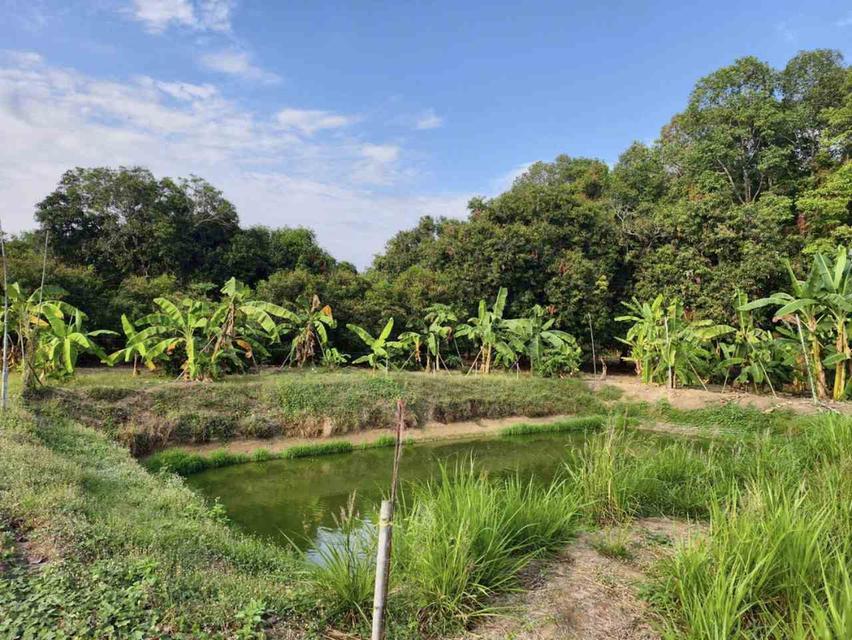 🌿 Land for Sale –Uthai Thani Province 4