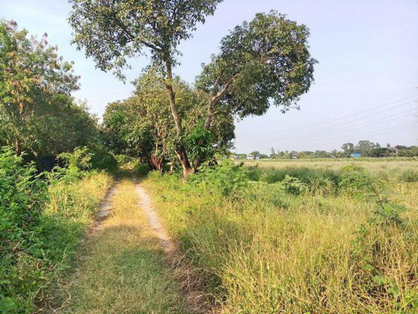 ขาย ที่ดิน คลองสิบสอง ธัญบุรี 2 ไร่ ห่างรังสิต-นครนายกแค่ 700 เมตร เหมาะปลูกบ้าน หรือทำสวนเกษตร 4