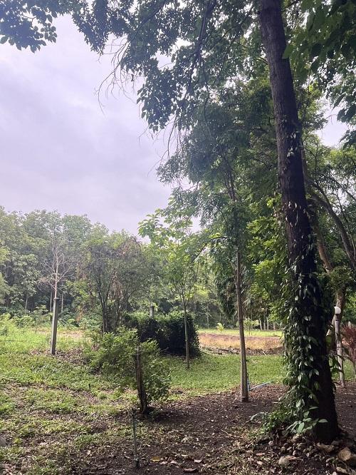 ขาย บ้านสวน บรรยากาศดี จังหวัดลพบุรี 7