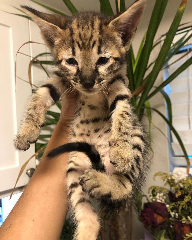 f7 savannah kittens for re-homing