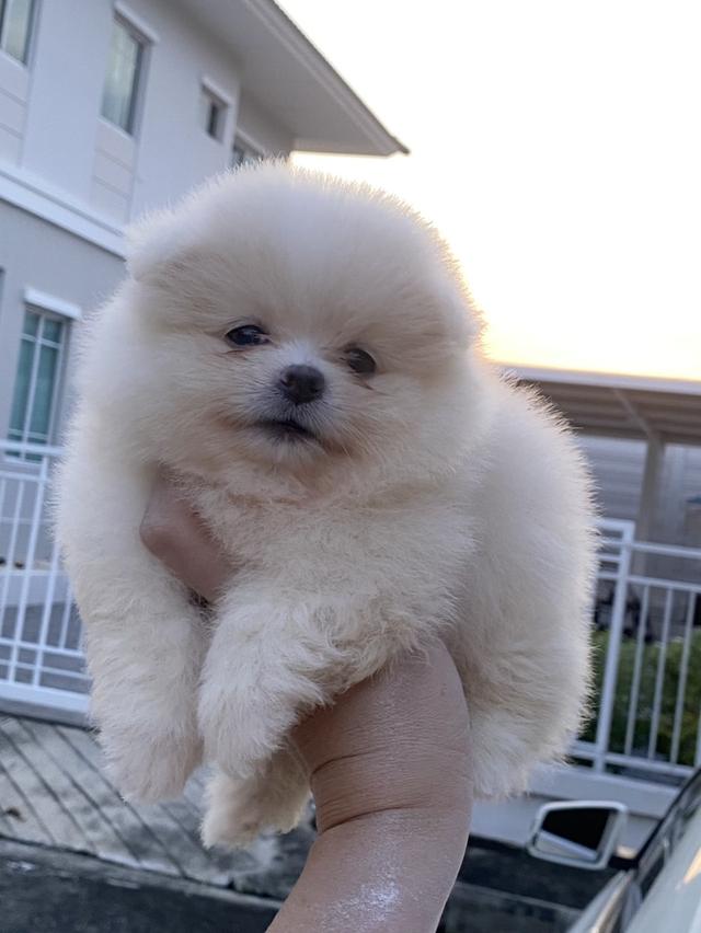 ลูกปอมเมอเรเนียนแท้ น่ารัก ขี้อ้อน สีสวย อ้วนกลมฟู ขนแน่น พร้อมย้ายบ้านค่ะ