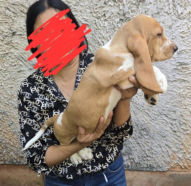 บาสเซ็ตฮาว์ดใบเพ็ดสมาคมพัฒนาพันธุ์สุนัข รูปที่ 5