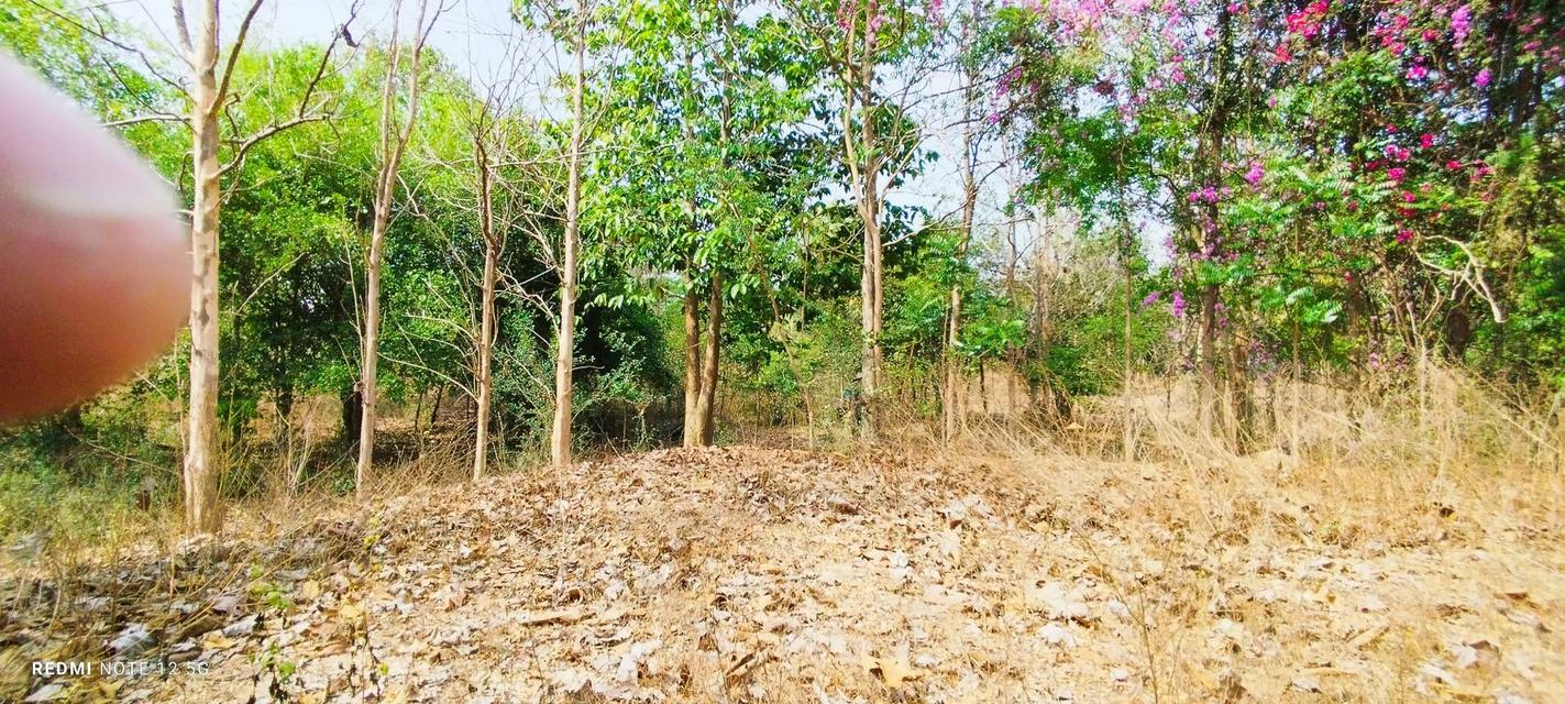 ที่ดิน