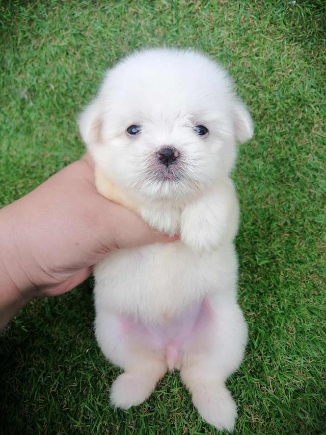 ชิสุห์ปอม หญิง น่ารัก พร้อมย้าย