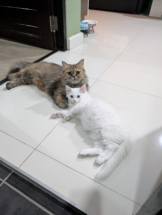 Persian kittens