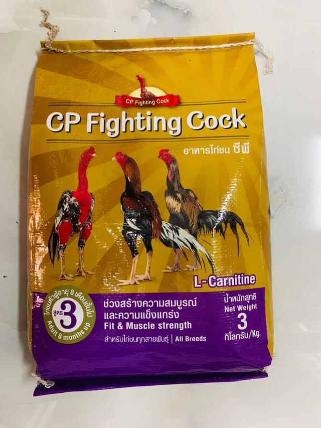 CP Fighting Cock