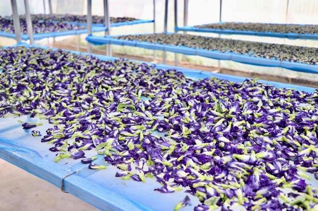 ผลิตภัณฑ์แชมพูและครีมนวดสมุนไพร ไบโอเวช หยุดผมร่วง ฟื้นฟูผมแห้งเสีย กลับมาดกดำ รูปที่ 6