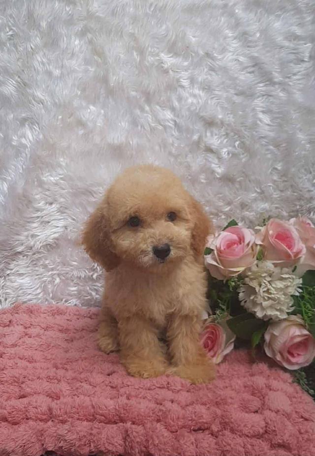 Poodle พุดเดิ้ลแท้ เพศชาย สีน้ำตาลทำวัคซีนเข็มแรก5โรค ถ่ายพยาธิ พร้อมย้ายบ้าน สุขภาพแข็งแรง รับประกันสุขภาพ ส่งได้ทั่วไทย ทั้งทางเครื่องบินและทางรถ
