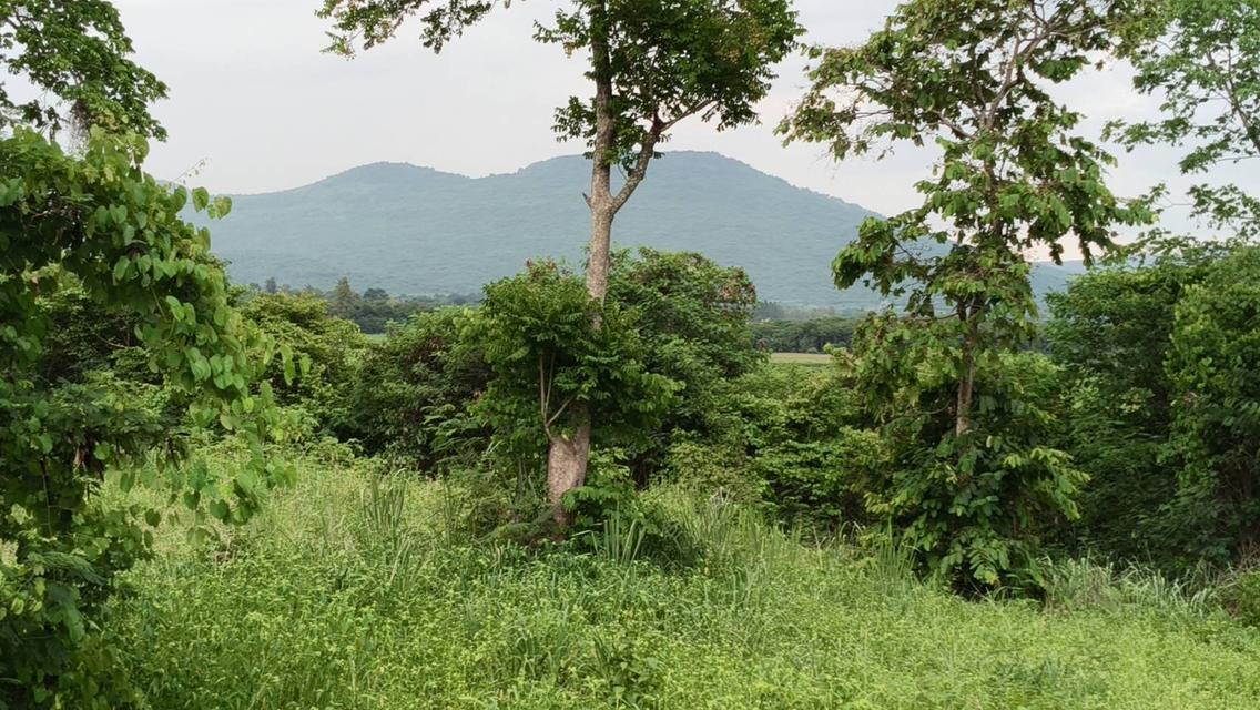 ขายที่วังไทร เขาใหญ่ ที่บนเนิน 3.5ไร่ ใกล้ My ozone Movenpick khaoyai ถนนกว้างไฟฟ้าผ่านหน้าที่ วิวเขาสวยมาก หลังพิงเขา แถมที่ครอบครอง 2ไร่ ปากช่อง 5