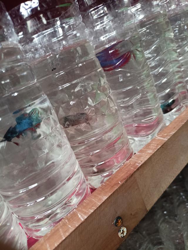 ปลากัดสวยงามราคาส่ง เริ่มต้นที่ 20 9