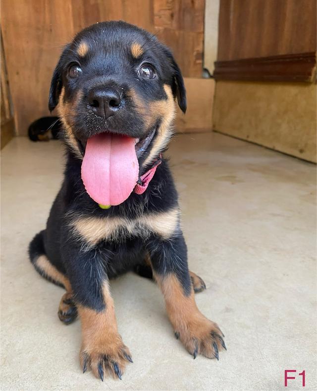 สุนัขร็อตไวเลอร์ โครงสร้างสวย กระโหลกใหญ่ รักเจ้าของ รูปที่ 2