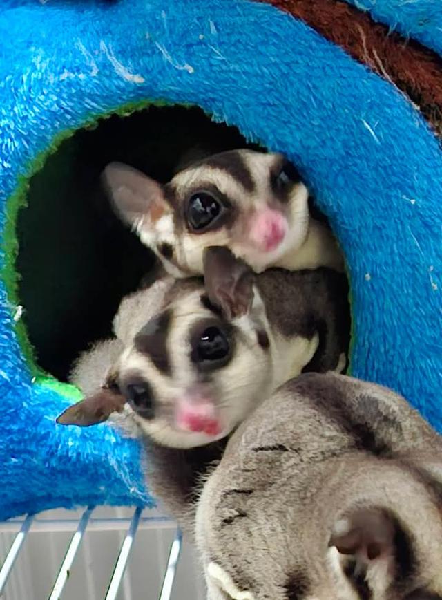 Sugar Glider สองตัวราคาถูก 4