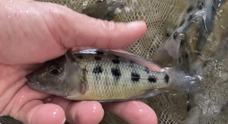 ปลาหมอสีรอสตราตัส (Fossorochromis rostratus)