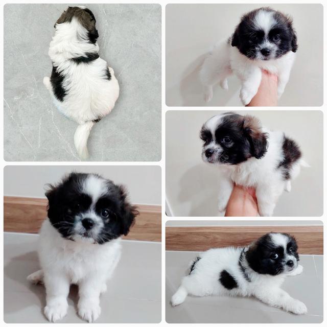 ชิสุปอม วัคซีนแล้ว 3