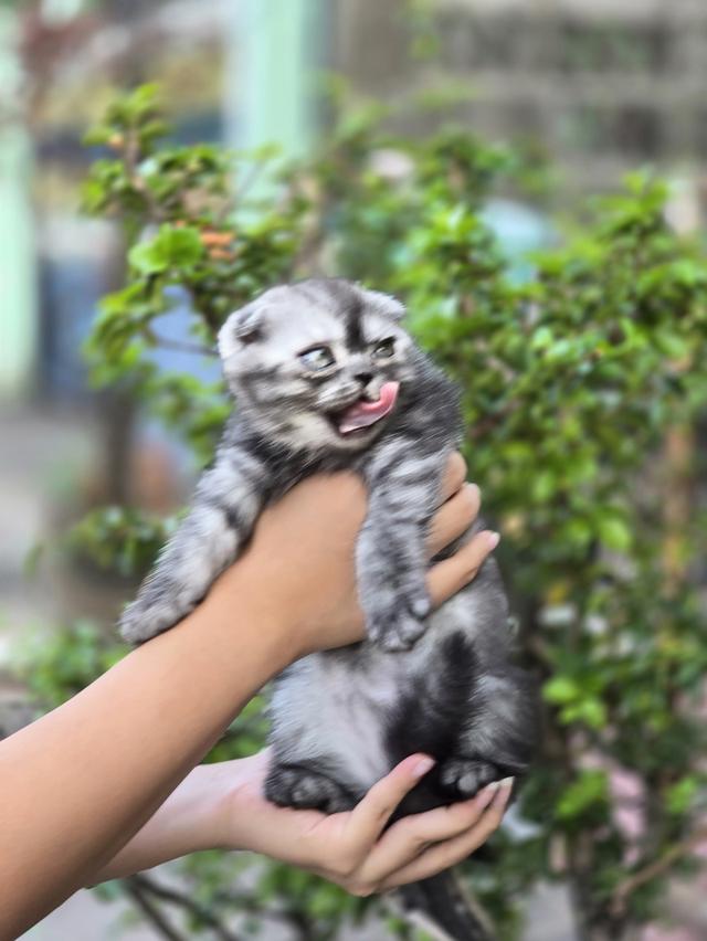 ส ก็ อ ต ติ ช โฟ ล ด์ รูปที่ 7