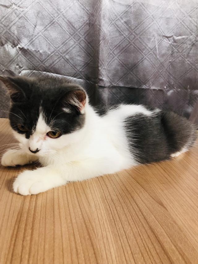 น้องแมวพันธุ์ อเมริกันเคิร์ลผสมหิมาลายัน เพศเมีย ( สี เทา ขาว )