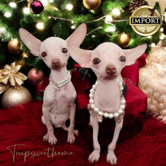 🇹🇭ชิวาวาและAHT(สุนัขไร้ขน) หนึ่งเดียวในไทย รูปที่ 2