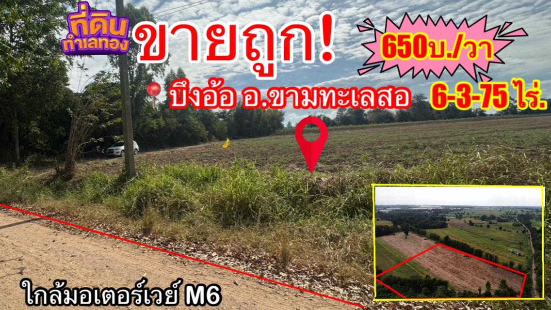 🚫ขายถูก (จำเป็นต้องขาย) ที่ดินขามทะเลสอ บ้านบึงอ้อ✅ต. บึงอ้อ อ .ขามทะเลสอ จ .นครราชสีมา 11