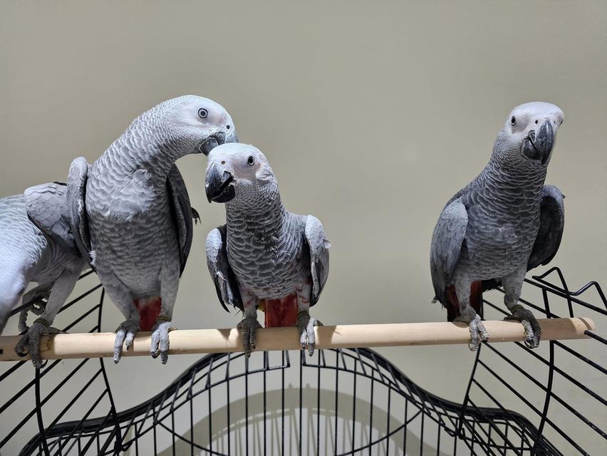 Talking African Grey Parrots for sale