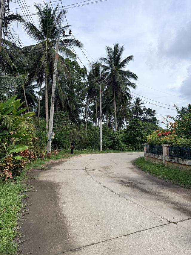 ขายที่ดิน 1 ไร่ ตำบล.ตลิ่งงาม อำเภอเกาะสมุย 3