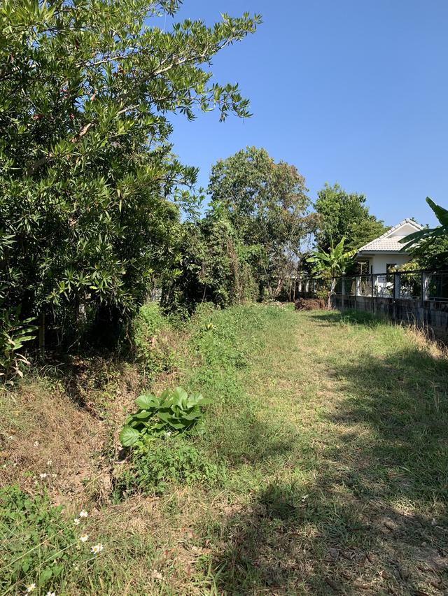 ขายที่ดินสันทราย ต.ป่าไผ่ ใกล้ตลาดป่าเหมือด ม.แม่โจ้ 5