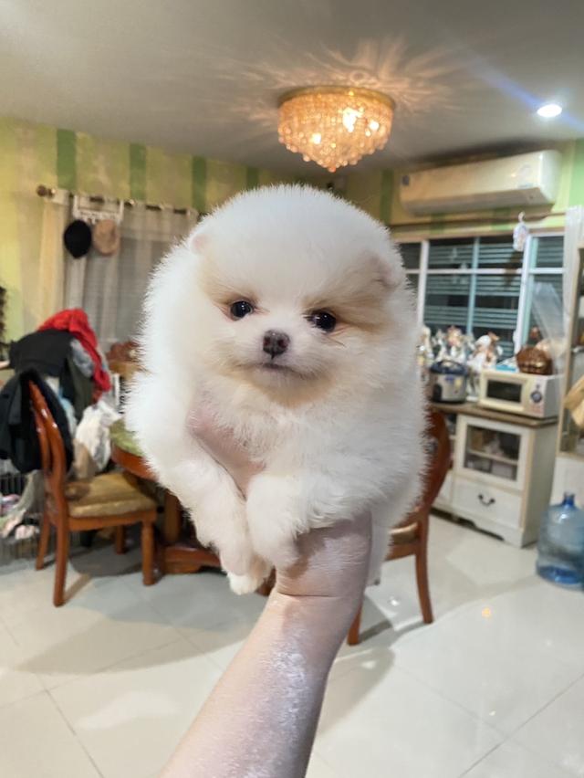 ลูกปอมเมอเนียนแท้ มาดูตัวจริงได้ 