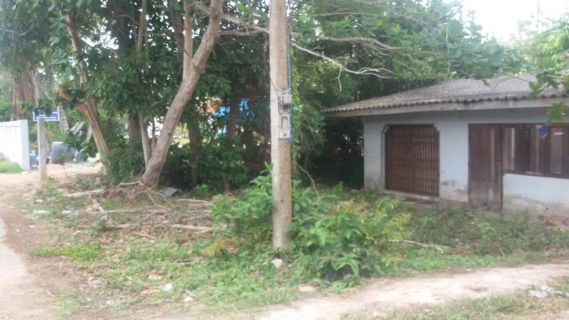 ขายที่ดินบ้าน ม.6 บ้านมะกรูด โคกโพธิ์ ปัตตานี
