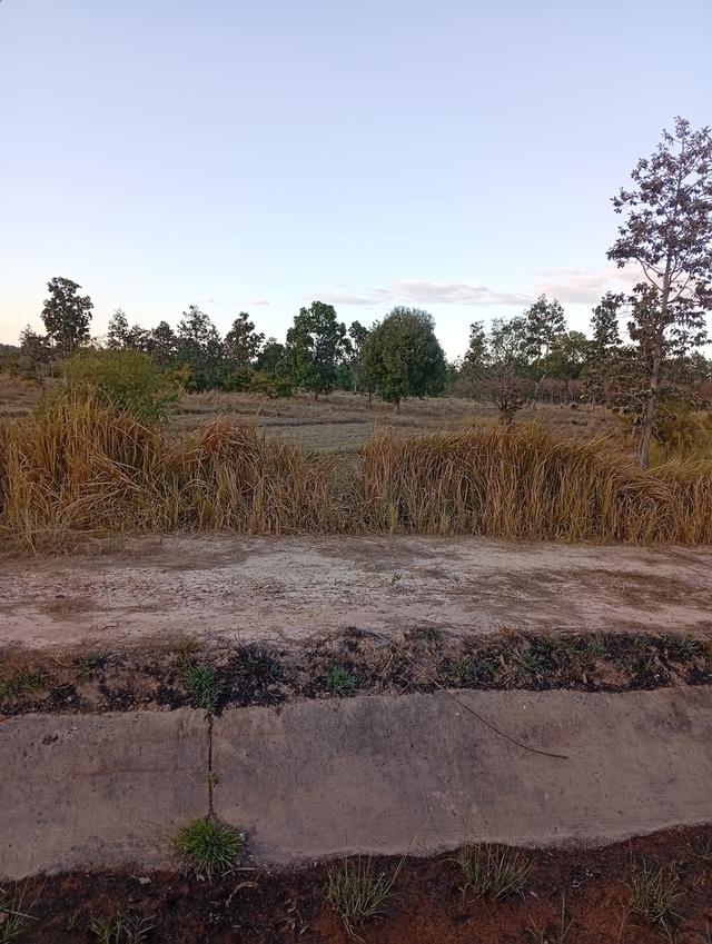 ที่ดินทุ่งนา 31 ไร่ 2 งาน 39 ตารางวา นส3. ติดคลองชลประทาน ใกล้ปั๊มน้ำมัน ห่างโรงพยาบาลโขงเจียม7กม. จ.อุบลราชธานีโขงเจียม รูปย่อยที่ 3