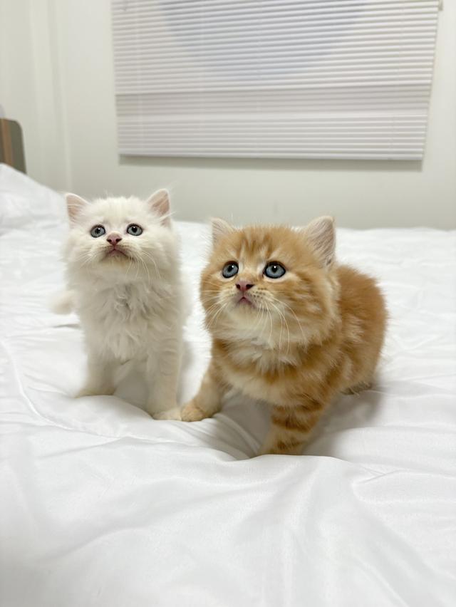 ❌ได้บ้านแล้ว เปอร์เซียแท้ ขาว/ส้ม พร้อมย้าย 5