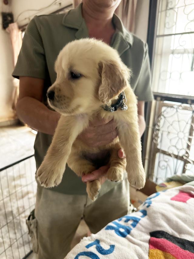 ลูกสุนัข Golden retriever แท้ 2