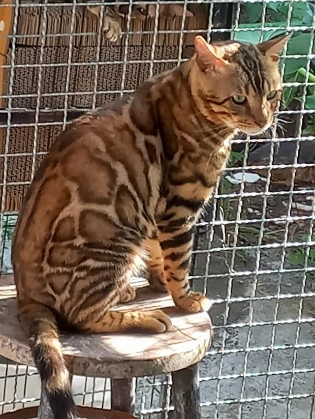 แมวเบงกอล 6