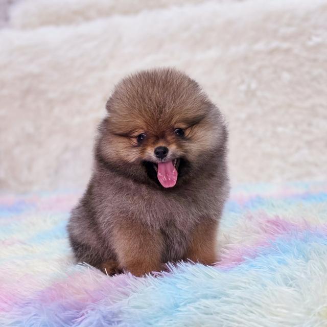 ปอมแท้ฟอร์มหมีไซส์เล็กสีส้มเพศเมียพร้อมย้ายบ้าน