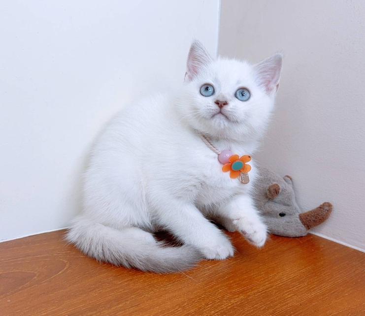 Scottish fold (ผู้หญิง) 6