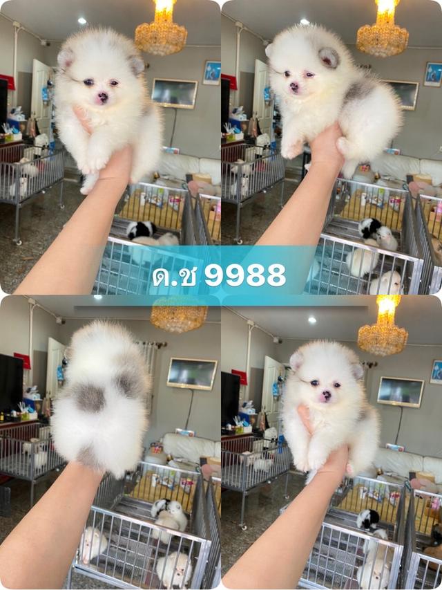 สอบถามได้ ลูกปอมแท้ อายุ2เดือน พร้อมย้ายบ้าน