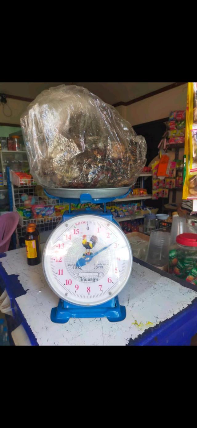 AMBERGRIS อ้วกวาฬ อำพันทะเล