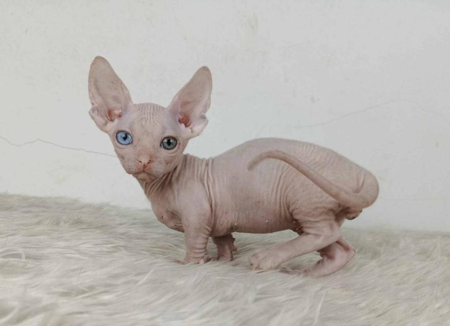 34.แมวแบมบิโน่/เพศผู้ หาบ้าน Bambino Cat/Male looking for a new home ตาสองสี/Odd-eyed