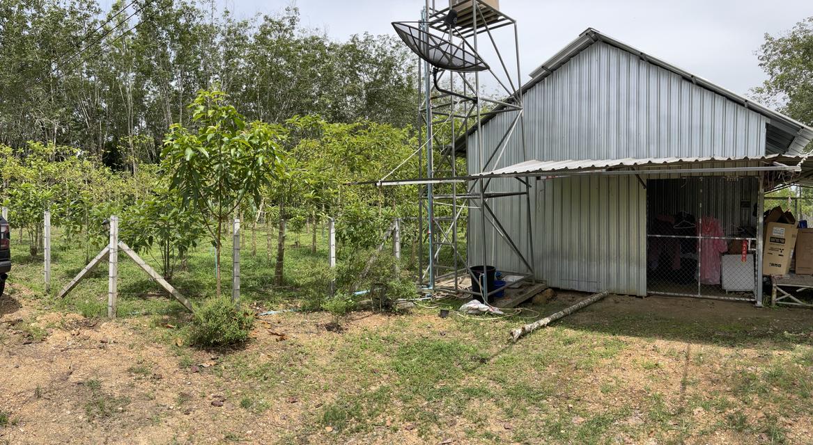 ขายสวนกระท่อม 3 ไร่ 3งาน 50 ตารางวา ติดคลองธรรมชาติ 8