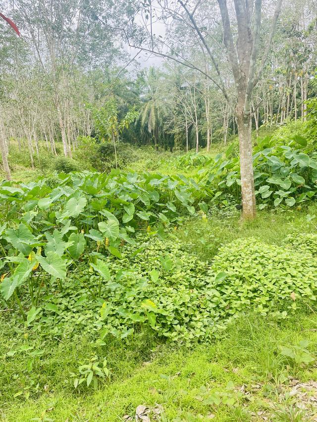 ที่ดินสวนยาง 5