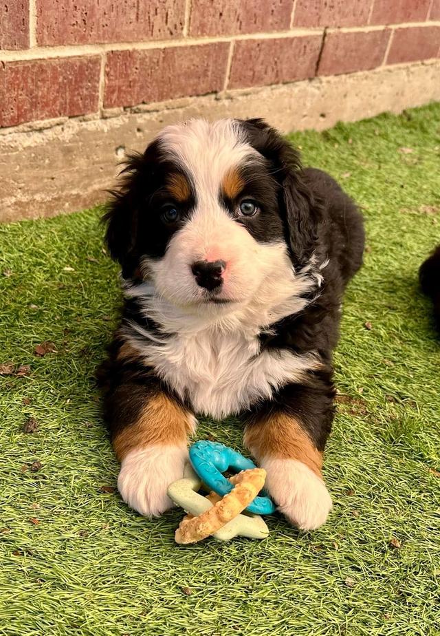 ลูกสุนัข Bernese Mountain Dog